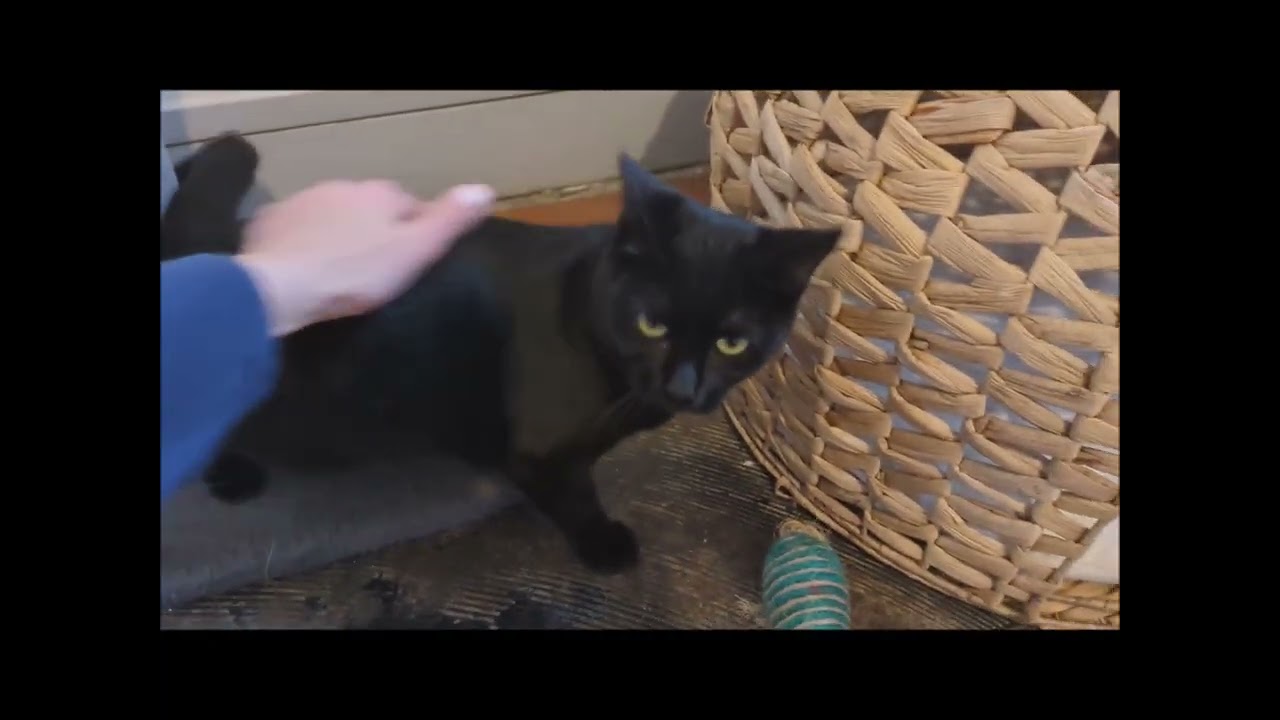 Caresses à Anthéa, Aidofélins Maisons-Laffitte (78)