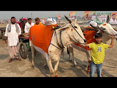 🐂🎪 गढ़ गंगा मेले में दिल्ली से आए शानदार बैलों की जोड़ी! 💪🚜✨