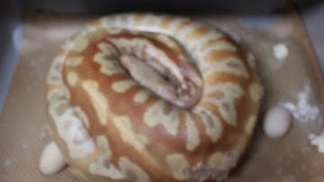 Blood and ball python clutches!