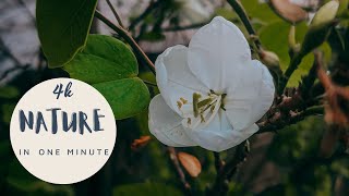 4K Video 1 Minute - Cinematic View