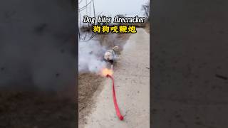 Dog bites firecracker狗狗咬鞭炮的有趣場面 #dog #dogs #狗 #狗狗