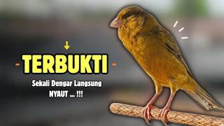 Suara PANCINGAN Kenari PAUD Belajar Bunyi Ngeriwik || Masteran Kenari Paud #684