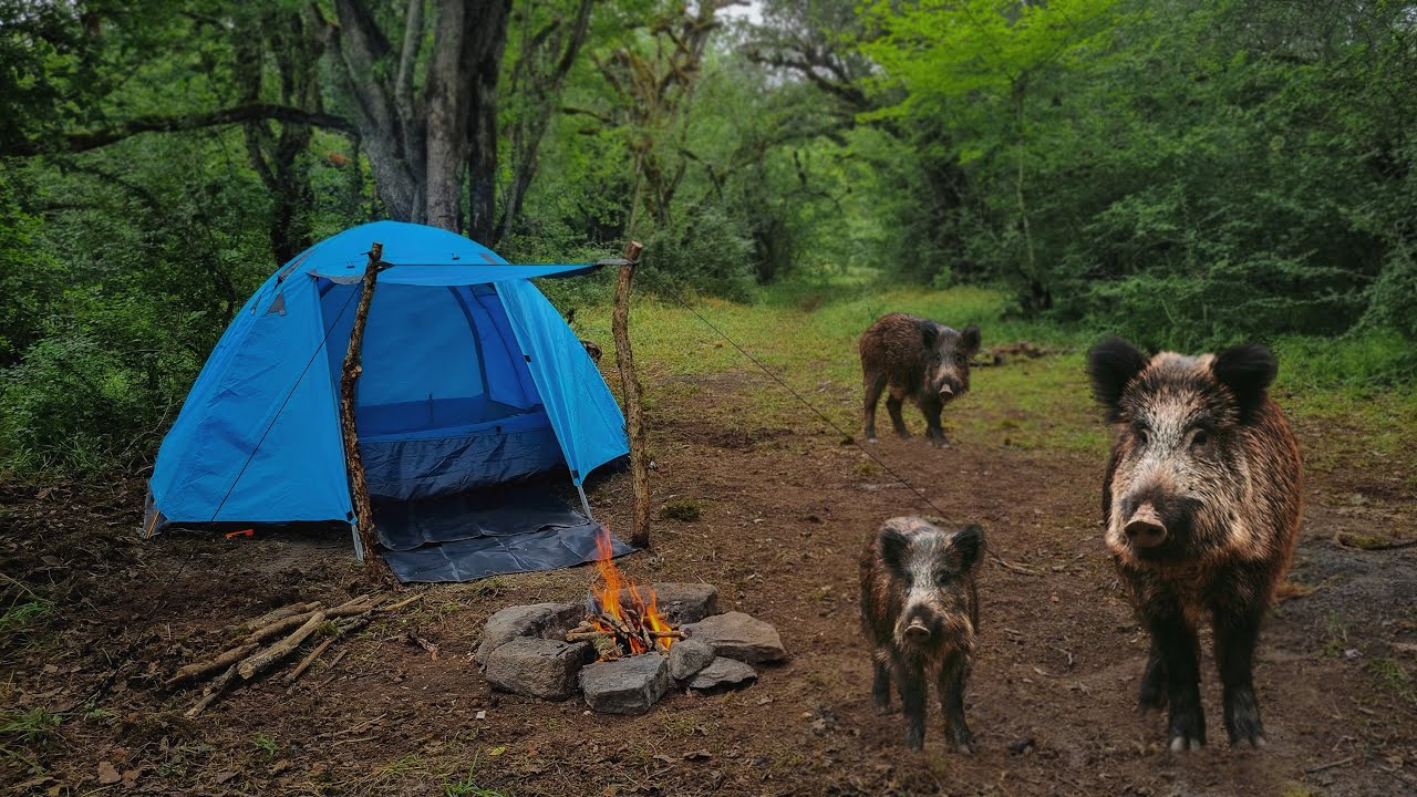 Solo Camping | Camping Next to a Wild Boar Den [ASMR] - YouTube