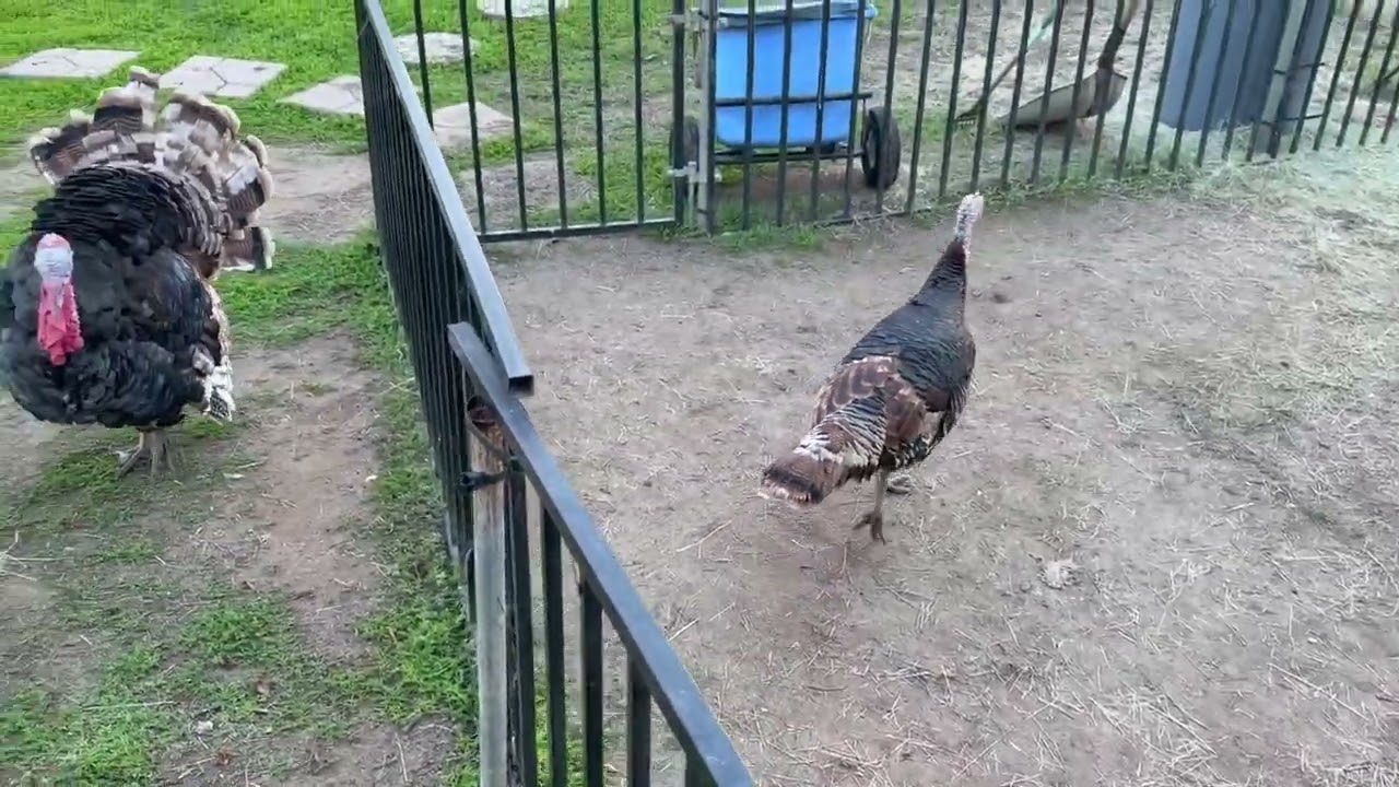 Matilda The Turkey Visits The Donkeys Pen!