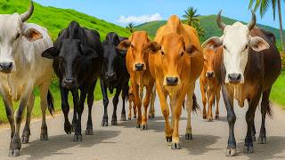 Suara sapi lembu memanggil kawan ramai-ramai untuk pulang ke kandang - suara Lembu Jinak Berkeliaran