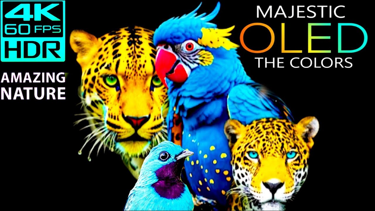 Amazing Nature COSTA RICA IN 4K 60fps HDR (ULTRA HD)