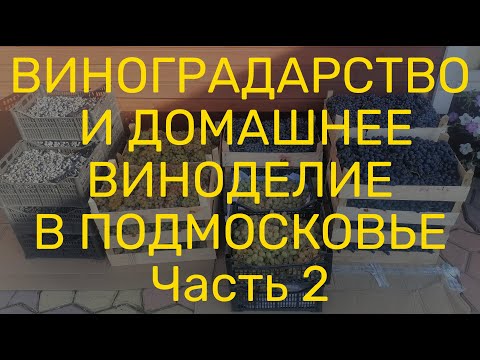 Где купить виноград для домашнего вина в Московском регионе.