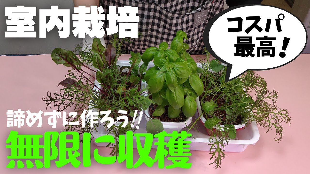 【食糧危機】野菜を作り始めて2か月経過、想像以上の収穫に驚く日々！