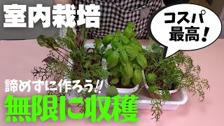 【食糧危機】野菜を作り始めて2か月経過、想像以上の収穫に驚く日々！