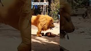 Fake Lion Attacked on Dog  funnydogs,lion, animals , Dog,