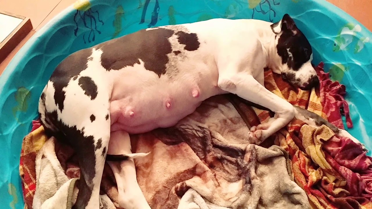 Ava Great Dane 8 Weeks Pregnant Youtube