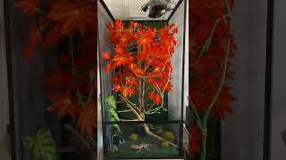 Chameleon - Enclosure Set Up by Thiago Oliveira 367 views 2 years ago 1 minute, 12 seconds