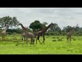 Wild Safari In Mikumi National Park Tanzania S Hidden Gem