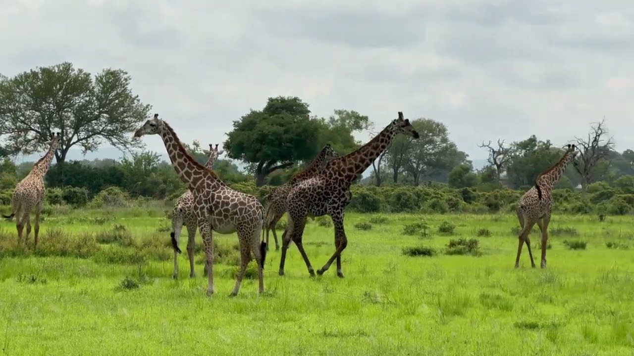 Wild Safari in Mikumi National Park | Tanzania’s Hidden Gem