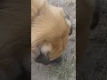 Look at that dog sniffing #pets #pet #dog #dogshorts #animals