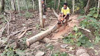 Cara Tebang pohon kelapa bikin lapak/ tatakan usuk cara mbagi ukuran nya