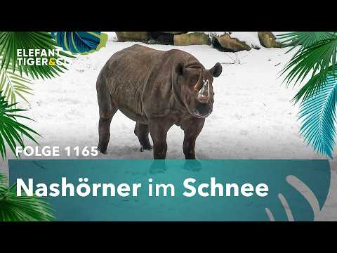 Leipzigs Nashörner toben im Schnee (Folge 1165) | Elefant, Tiger & Co. | MDR