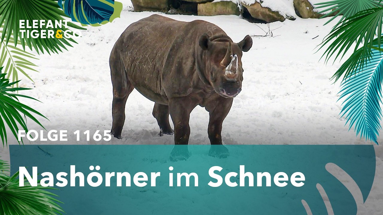 Leipzigs Nashörner toben im Schnee (Folge 1165) | Elefant, Tiger & Co. | MDR