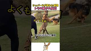 攻撃性むき出しのトラ