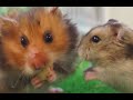 HAMSTERS - Curiosidades que  no sabías de los hámsters!