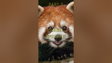Red Panda History Part 2