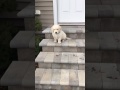 Golden Retriever Puppy Trying To Go Down Stairs!