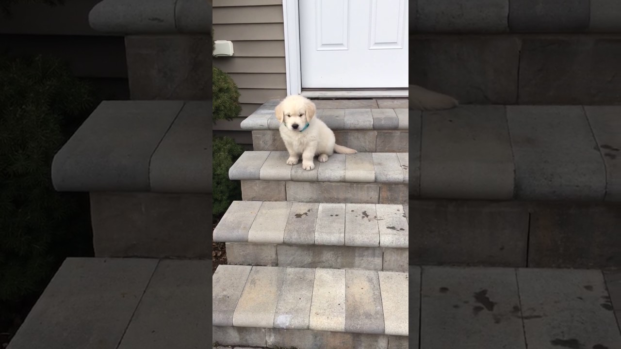 Golden Retriever Puppy Trying To Go Down Stairs! YouTube