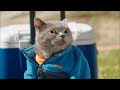 Aaron&#39;s Animals NEW VIDEO COMPILATION 2020 || FunnyVines