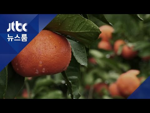 태풍으로 <strong>감귤이</strong> 물맛 됐다?…당도 재보니 &amp;#39;꿀맛&amp;#39;