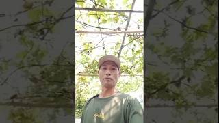 Isabela grape stems for rostok material #agricilture #grapefarm #farmingtips