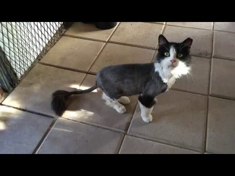 Chelsea gets a new "doo!"