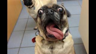 PUGS ARE AMAZING