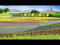 2022古亭河濱公園花海Beautiful sea of flowers