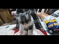 1 Hour Relaxing Cat Video 🐱 Stray Cat with Kittens | Feeding Time | Flowers & Peaceful Vibes