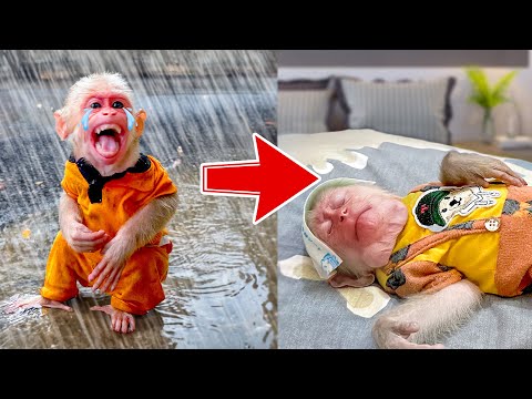 Monkey PiPi Family - YouTube