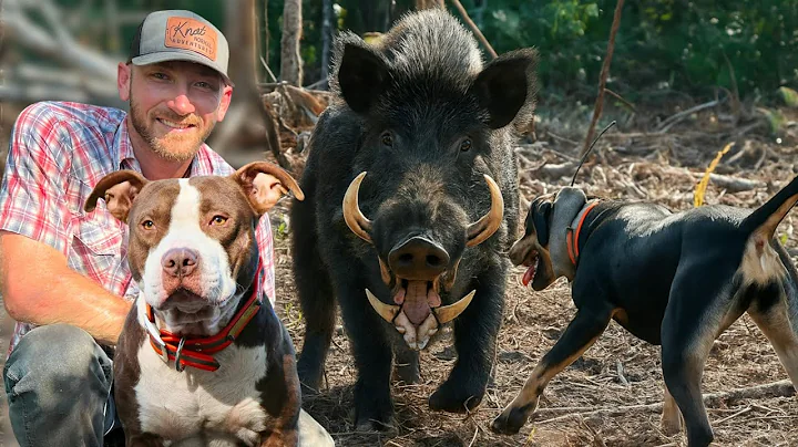 HARD-HITTING DOGS & DANGEROUS HOGS | Solo Hunt in the Swamps of Florida