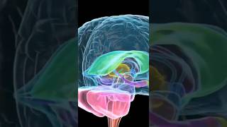 What Would Change If We Only Had Left Brains?(part3)#nasa#zakiazakotv#brain #fact#shortsfeed#shorts
