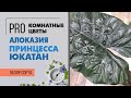 Алоказия Принцесса Юкатан - обзор фееричного сорта алоказии, который не оставит вас равнодушным