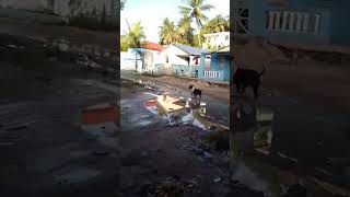 #video#like#catshorts#leon#dog#doglife#dogs#youtube#yosoydelos7mil#apoyo#ayuda#sigueme#viral#funny