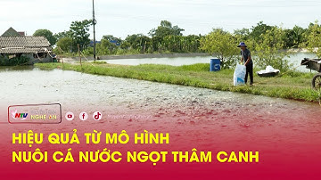 Hiệu quả từ mô hình nuôi cá nước ngọt thâm canh
