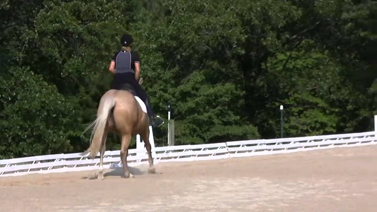 Houston American Quarter Horse for sale YouTube