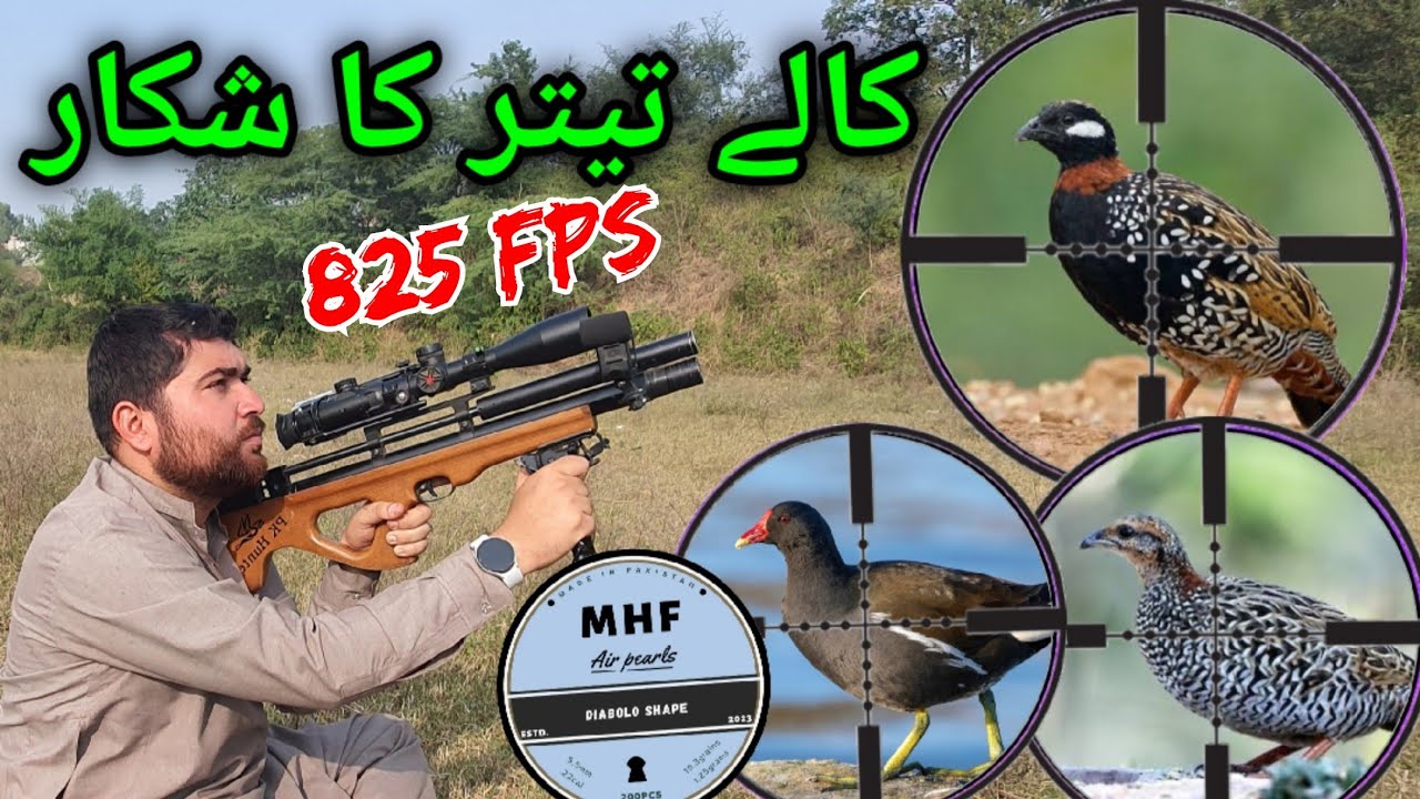 Long Range Teeters & Jal"Murgis Hunting with Air"Rifle Pakistani Pellets 19.3g in Pakistan