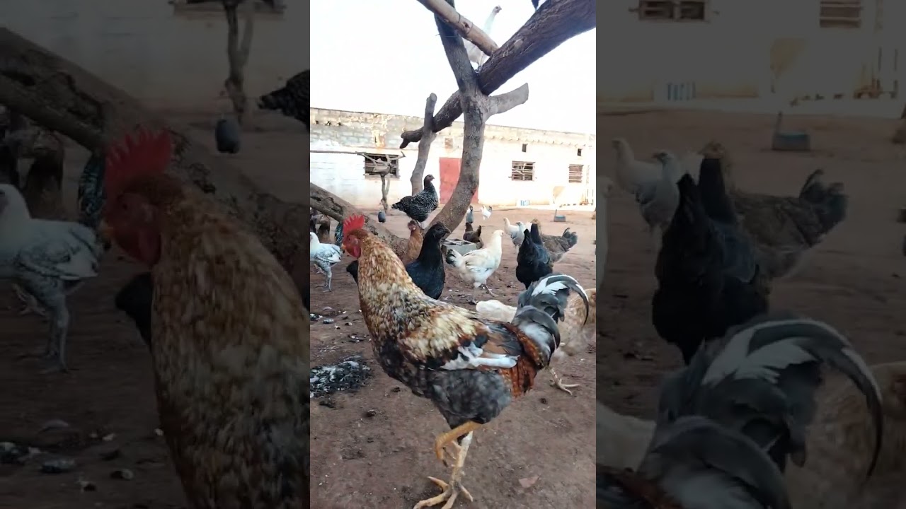 دجاج بلدي البياض مشروع مربح جدا 🐔🐓🥚🐔🐓👍👍💪💪🥰🥰