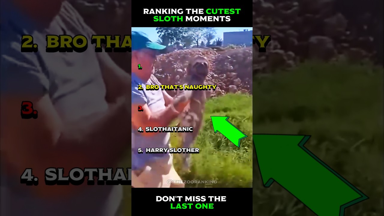 Ranking The Cutest Sloth Moments 😋 