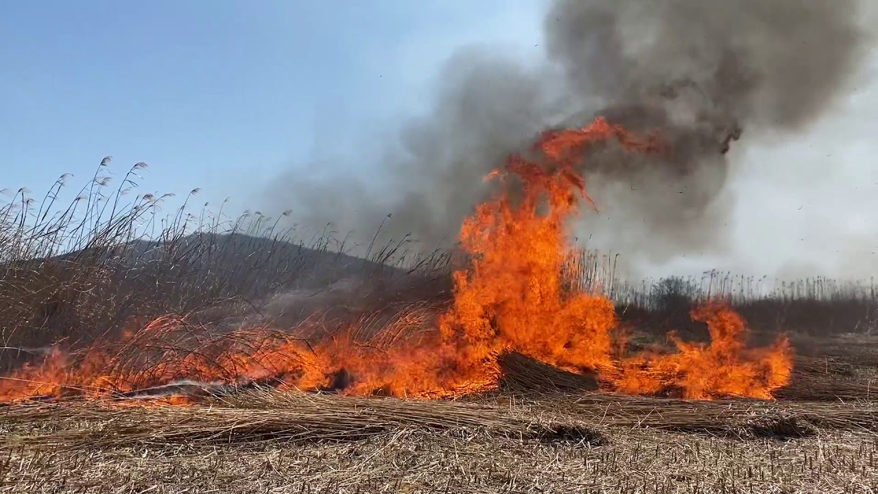 ASMR】西の湖のヨシ焼き｜Burning reeds in Nishinoko - YouTube
