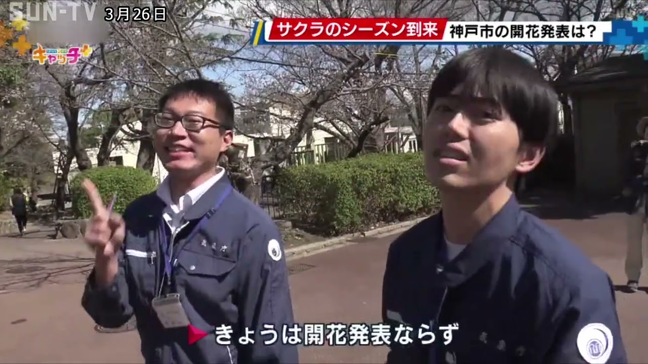 Kobe Local Meteorological Observatory checks the cherry blossom