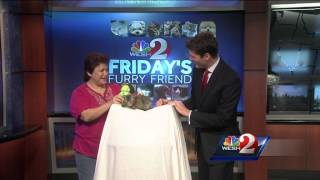 Furry Friend: Kittens available for adoption in Seminole County
