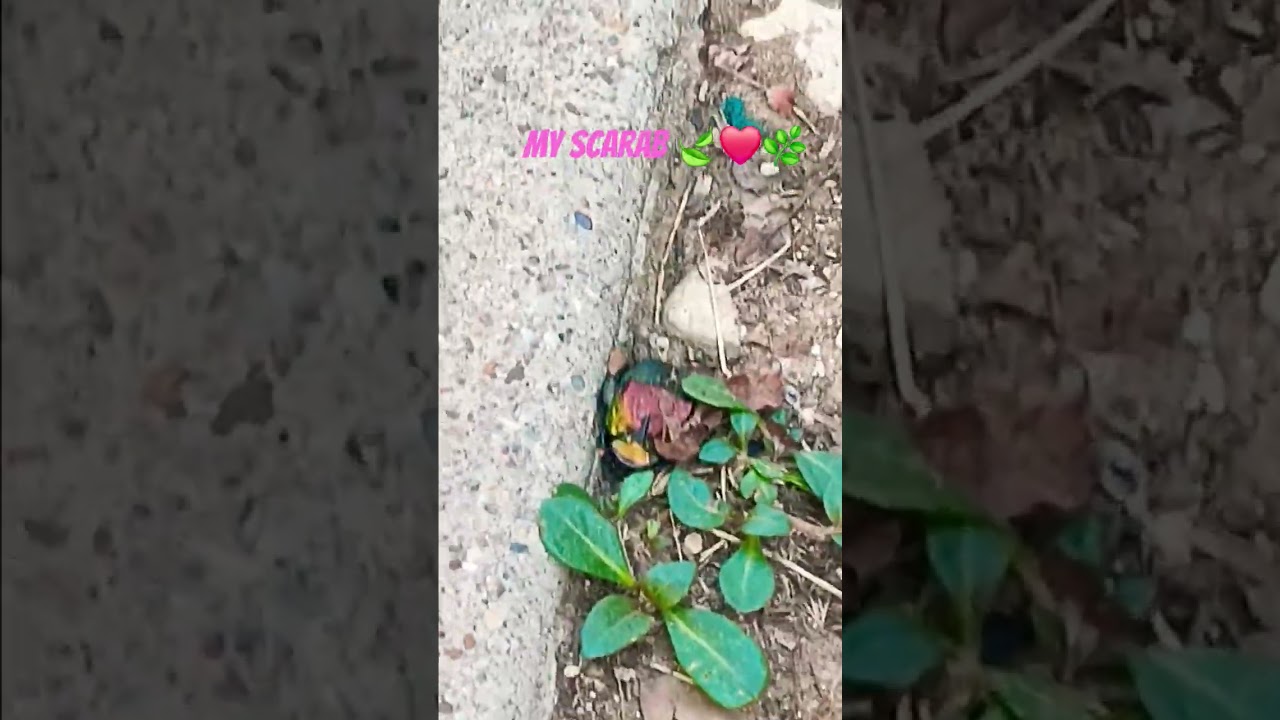 come to me, my scarab! ✨️❤️🌿