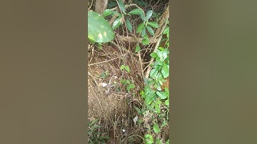 Cách bẫy chuột rừng hiểu quả nhất 😂😂