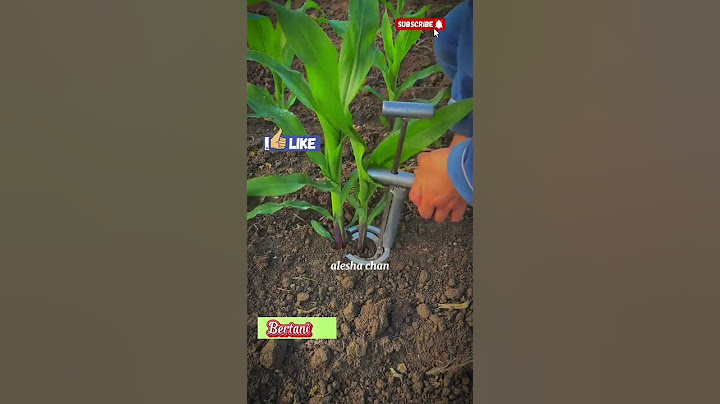 Teknik cerdas pindahkan pohon jagung dengan cepat #garden #agriculture #shorts